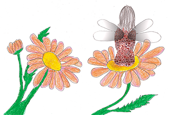 Belilulienne sur une fleur